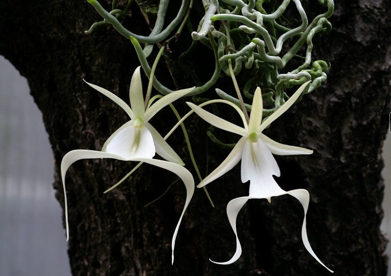 Orquídeas fantasma | Florpedia.com