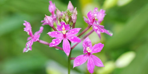 Cultivo de las orquídeas