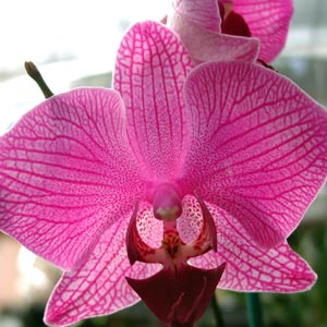 Fotografías de Orquídeas