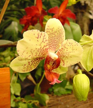 Fotos de flores: Orquídeas