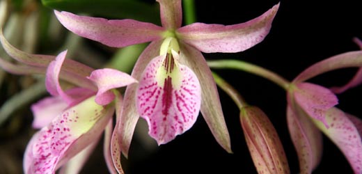 Orquídeas: trasplante