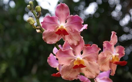 Significado de las orquídeas
