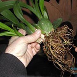 Trasplantar orquideas: Fase 1