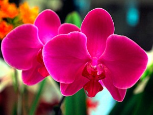 Lenguaje de las orquídeas