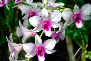Mantenimiento de las orquídeas